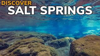 Salt Springs, Florida: The Best Snorkeling Spot in Ocala National Forest!