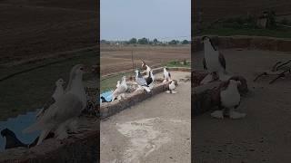 Lahori Shirazi Pigeons  Pigeon Status  #shorts