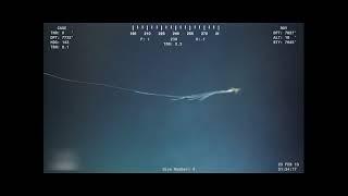 Rare Bigfin Squid sighting from 2013 (Magnapinna squid)