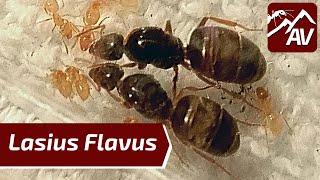 Lasius Flavus, The Yellow Medow Ants - Ant Guide