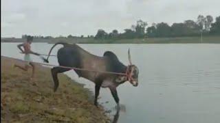 || Desi Boys Enjoying Swimming in Village Swimming Pool || Baliraja ||