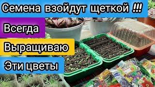 ЦВЕТЫ ИЗ СЕМЯН ВСХОДЯТ ДРУЖНО и рассада не болеет, Сделайте так проверенный способ