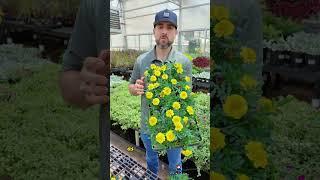 The Most Heat Tolerant Annual Plants