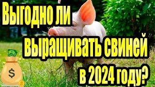 Выгодно ли свиноводство в 2024 году?