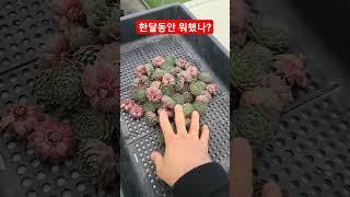 한달동안 방치? 연정 바위솔 모든 바위솔이 이렇게 강하다 #용설 #바위솔농원