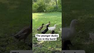Meet the runt of our duck family!