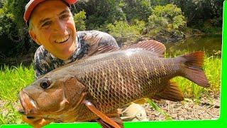 Best EVER jungle overnight fishing trip. Catch n cook. EP.597