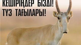 Жез киік. Сайга. Saiga