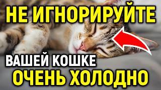 ЭТО ОПАСНО! НЕ ИГНОРИРУЙТЕ ЭТИ ЗНАКИ! 15 видов поведения, которые кошки показывают, если им холодно