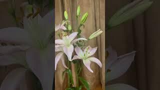 Beautiful lilies | good for room fragrance #viral #shorts #manalifestyleinjapan