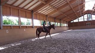 Quater Royal v Quaterback - Wolkentanz - Donnerhall - Dr. Thomas Ritter Training