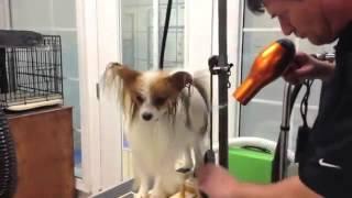 Pure Paws Grooming - Груминг Папильона