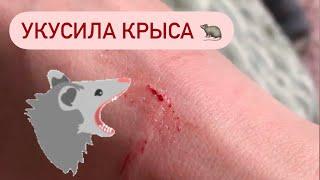 Почему крыса кусается | Уборка в клетке крыс 