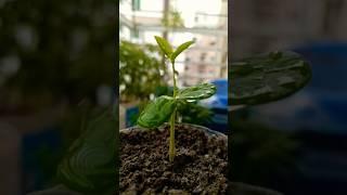 Asian pigeonwings growing Timelapse | Beautiful plant Growing | #plants #gardening  #youtubeshorts