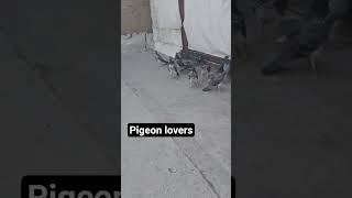 Chatri wale kabooter #punjabpigeons #pakistanipigeons #highflyer #turnament #1million #view #top