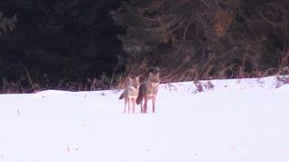 Coyote Hunting - Soul Mates! Miss?? I guess not!