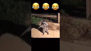 Raccoon 