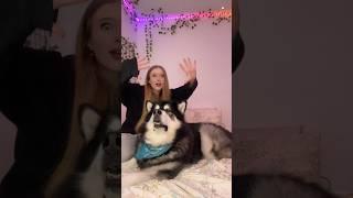 YOU WANTED TO SEE BUBBAS VERSION SO HERE IT IS !! #alaskanmalamute #wiggleyourears #dog  #dogtrend