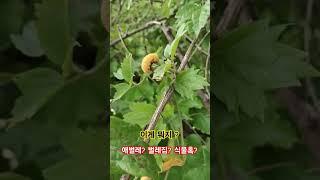 #사위질빵 충영 #주홍부전나비 #산딸나무 #땅두릅