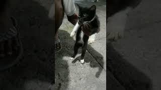 membersihkan mata kucing yang sakit