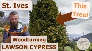 Woodturning St Ives LAWSON CYPRESS Live Edge Bowl - Swept wings like a wave!