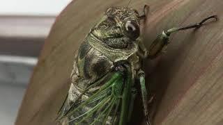 Cicadas (Cicadoidea), turn on the voice to max.!