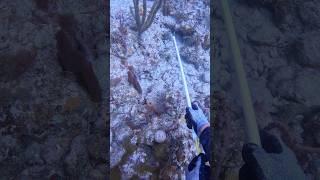 Simple way to catch lobsters! #lobstering #diving #lobster