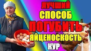 Лучший способ - как ПОГУБИТЬ яйценоскость кур.