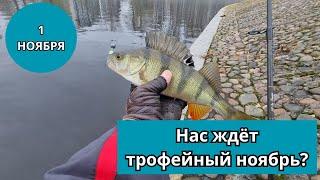 #49 #спиннинг  Нас ждёт трофейный ноябрь?