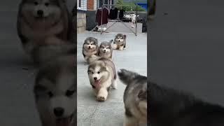 Cute Puppies ️ super funny Alaskan malamute dogs ️