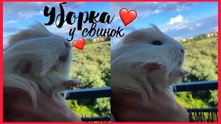 Уборка в стеллаже морских свинок|guinea pigs|СВИНКИ с МОРЯ