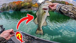 THIS Bait is the Fall Bass Fishing CHEAT CODE!