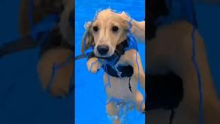 ENG) Sorry for being so cute / The cutest dog in the world / Dachshund Malrang