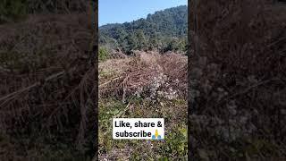 A Day Well Spent..#Farmlife #River #Greenery #Mokokchung #Nagaland