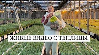 Тюльпаны оптом. Живые видео с теплицы 2024 года.