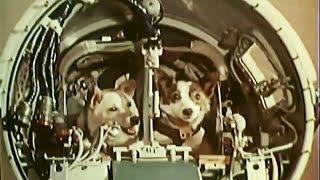 Belka and Strelka in space (Белка и Стрелка в космос)