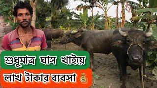 দানাদার খাদ্য ছারা মহিষ পালন | খুবই লাভজনক | Ar Razzaq Agro