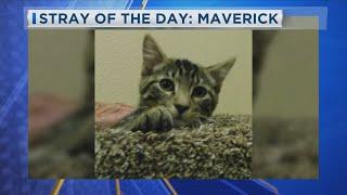 Stray of the Day: Maverick