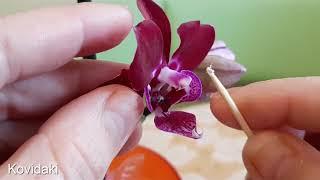 The pest bugs on orchid phalaenopsis