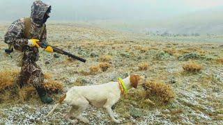 Av köpeği ile dağlarda muhteşem bir keklik avı, magnificent partridge hunt with a hunting dog. Hunt