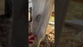 Что это за корочки на ногах лошади?
