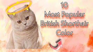 10 Most Popular British Shorthair Color