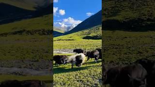 Yaks in the Himalayas #yaks #tibetan #himalayas