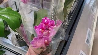 What is INTERESTING   Overview of Orchids in the shopping center "Epicenter" Odessa Ukraine