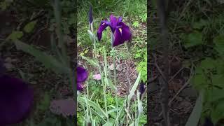 Dark purple Siberian iris
