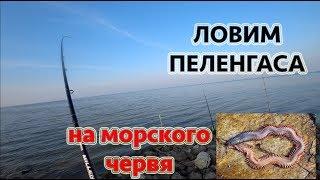 Рыбалка на морского червя. Ловим пиленгаса.