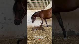 Arabian horse/Mare RD Maarionna By QR Marc Filly by Fadi al Shaqab Mother and her 1 day old baby