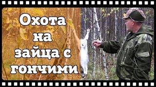 Охота на зайца с русскими гончими. Открытие сезона 2017.