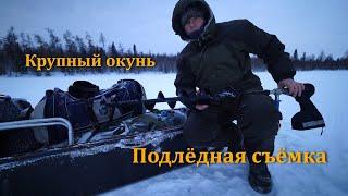 That's some perch under the ice. I'm losing my nerve. A large perch on a taiga lake.