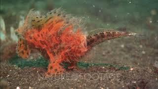 Frogfish Eats Wrasse